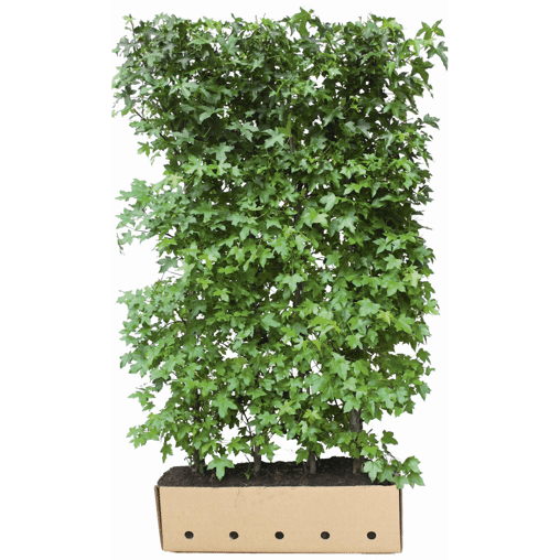 QuickHedge Amberboomhaag (kant en klaar haag)